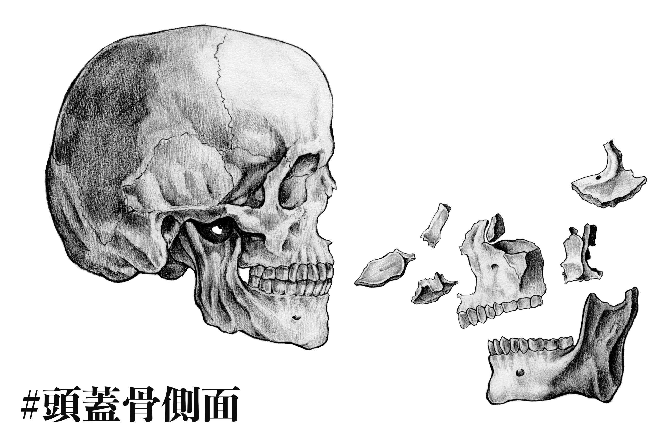 解剖学 2 頭蓋骨の側面から見た構成 ナツヲカケル 兼業クリエイター雑記