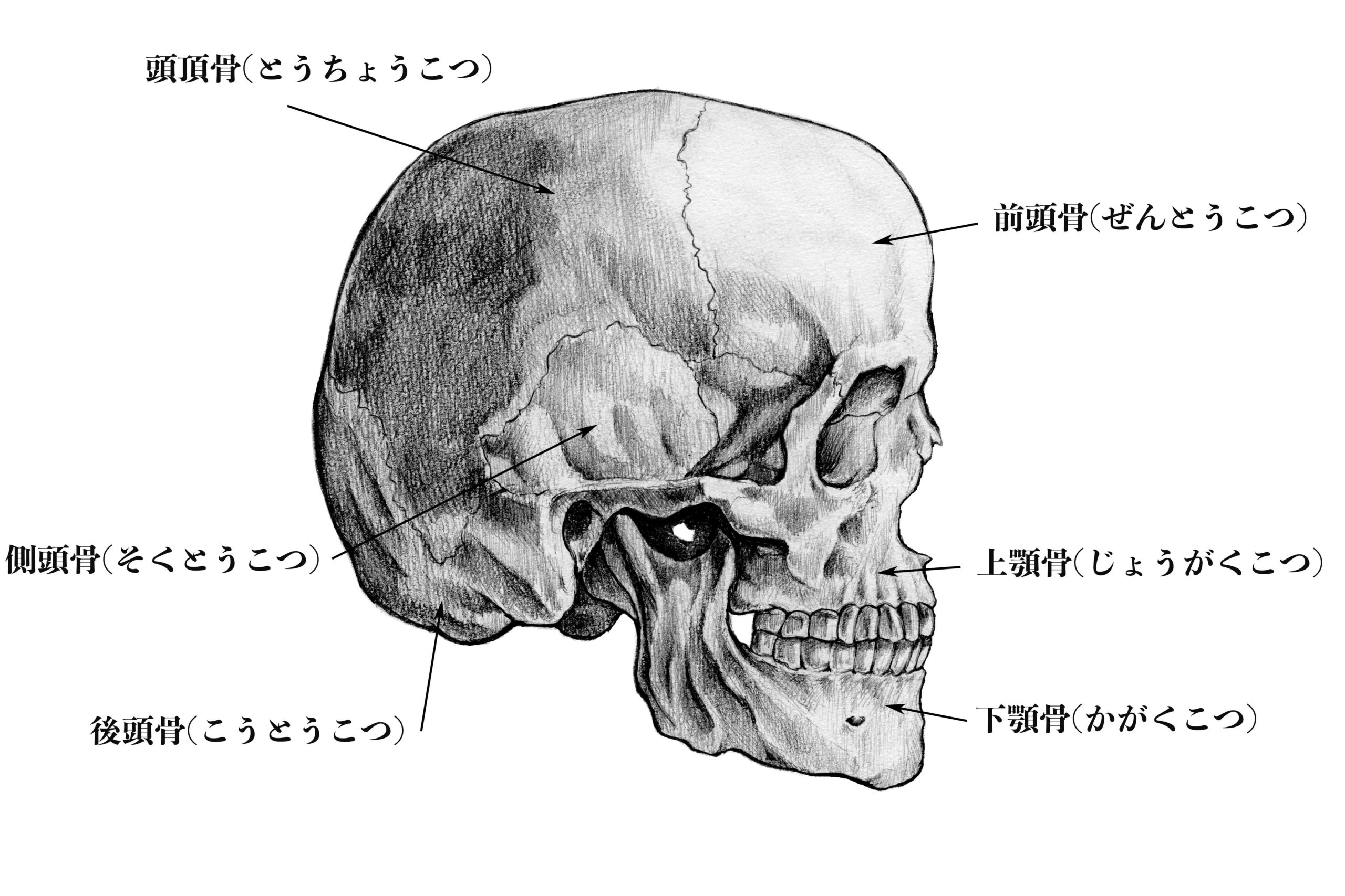 解剖学 2 頭蓋骨の側面から見た構成 ナツヲカケル 兼業クリエイター雑記