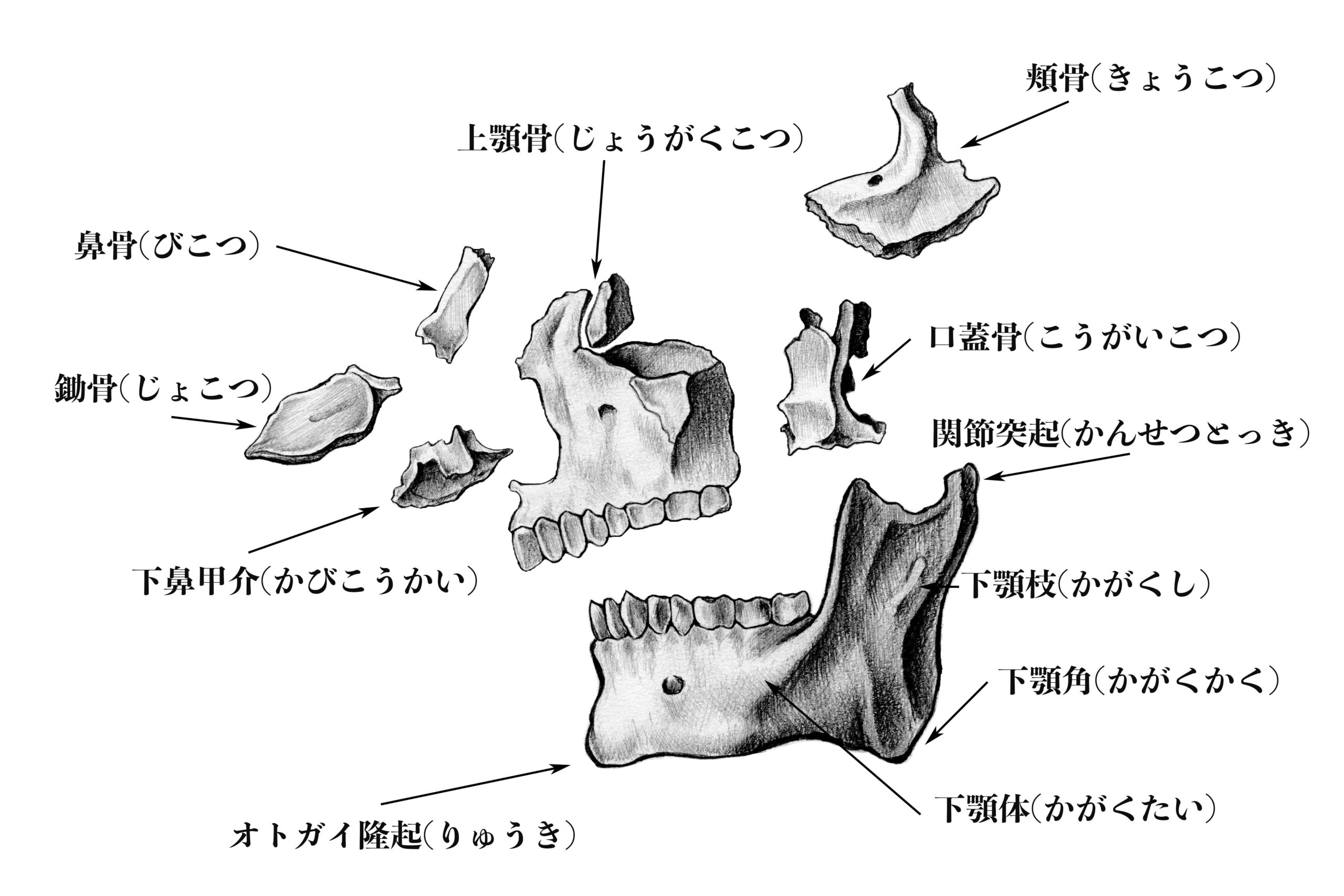 解剖学】#2 頭蓋骨の側面から見た構成 | ナツヲカケル−兼業クリエイター雑記−