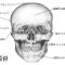 解剖学の勉強(頭蓋骨のスケッチ)