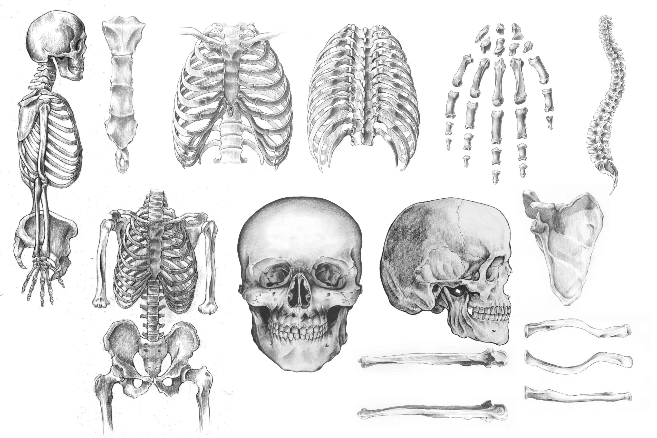 人体骨格標本を後ろ向きにしてみた 大人バレエ 四苦八苦 リブ骨 人間の骨格スケッチ セラミック貯金箱 Vladatk Kim Ba