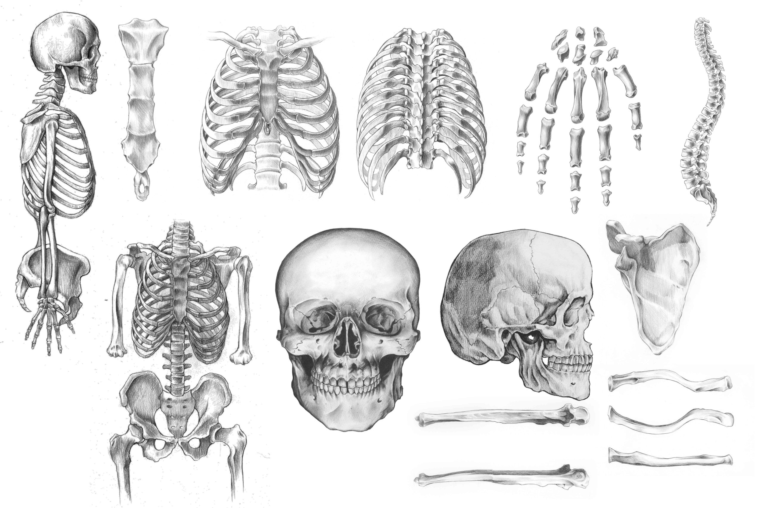 解剖学 上半身の骨格をまとめて解説 スケッチ ナツヲカケル 兼業クリエイター雑記