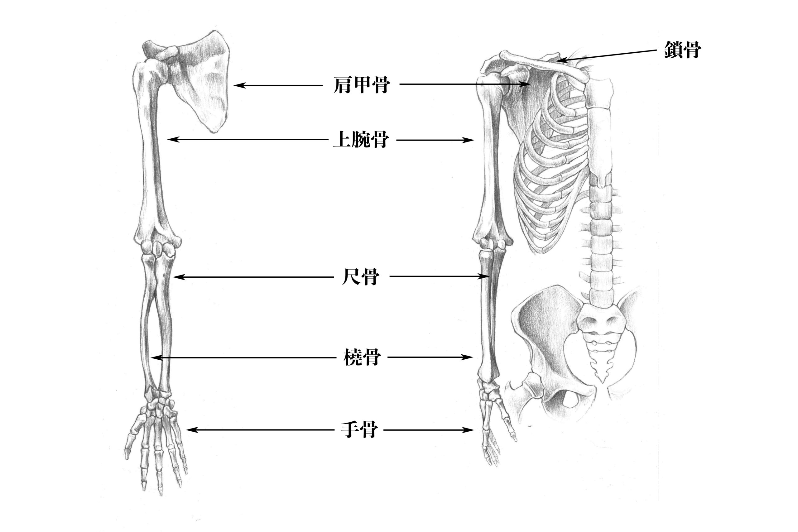 解剖学 5上肢の骨の構造について知っておこう ナツヲカケル 兼業クリエイター雑記