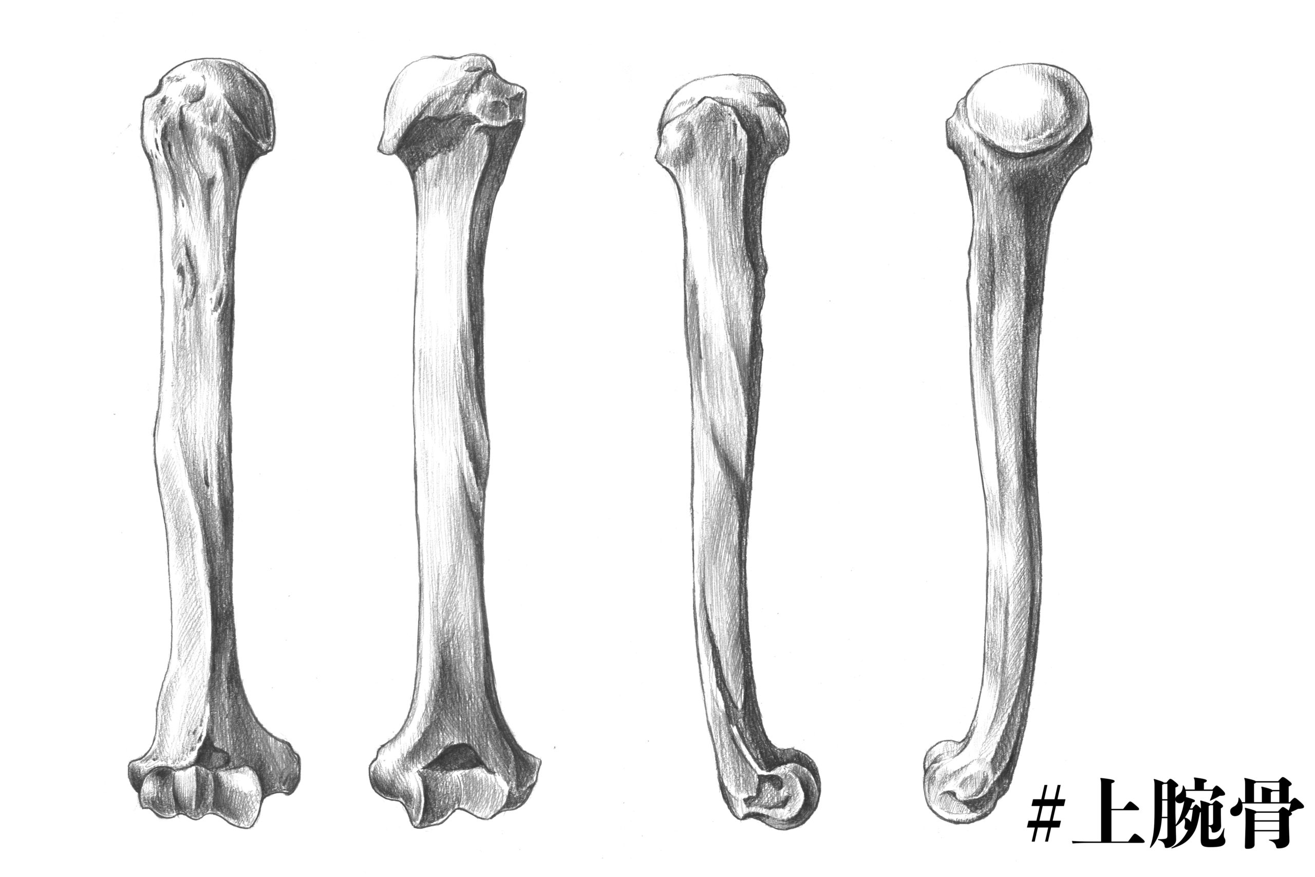 解剖学 8上腕骨とは 実際のスケッチを交えて解説 ナツヲカケル 兼業クリエイター雑記