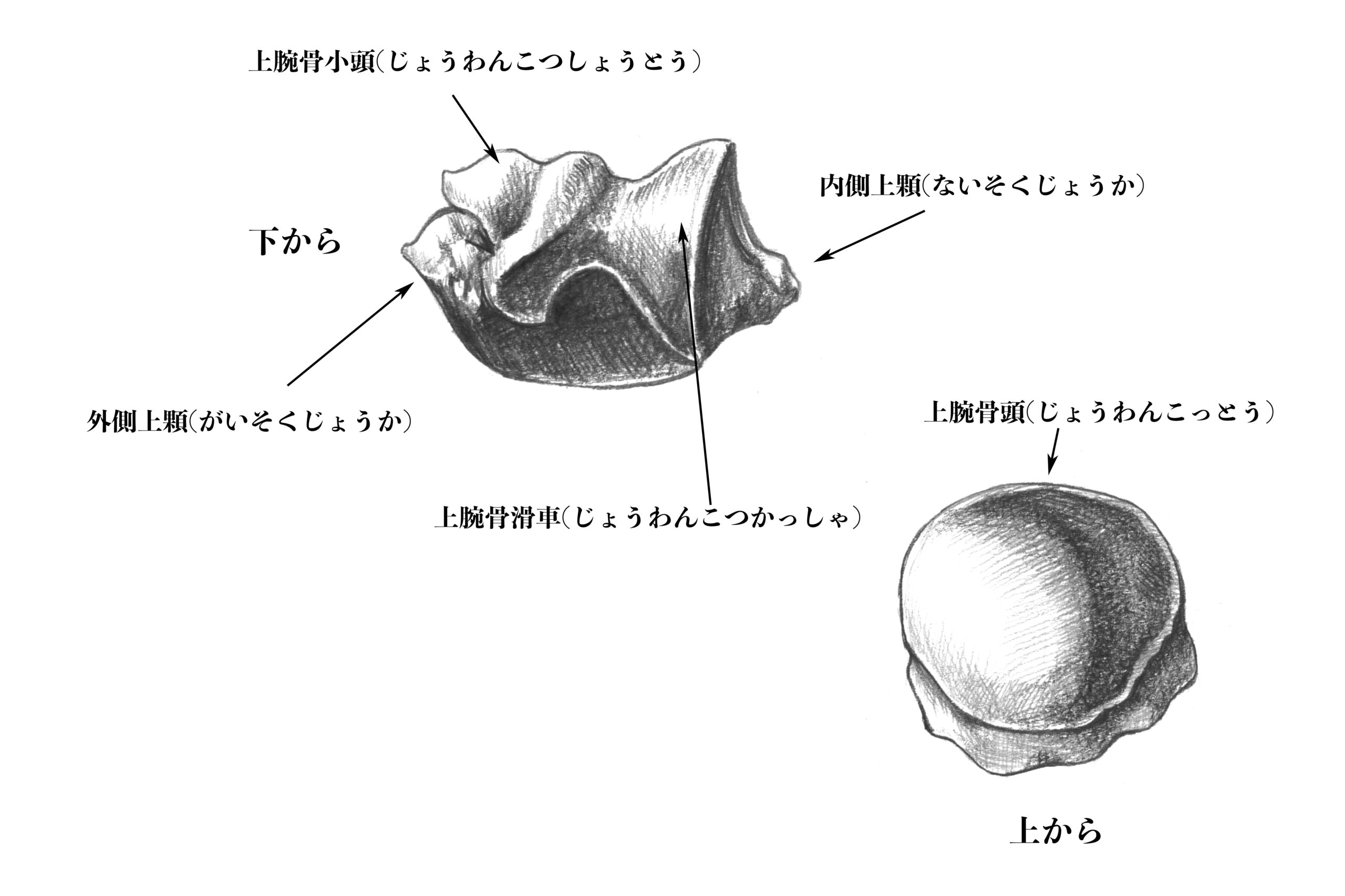解剖学 8上腕骨とは 実際のスケッチを交えて解説 ナツヲカケル 兼業クリエイター雑記