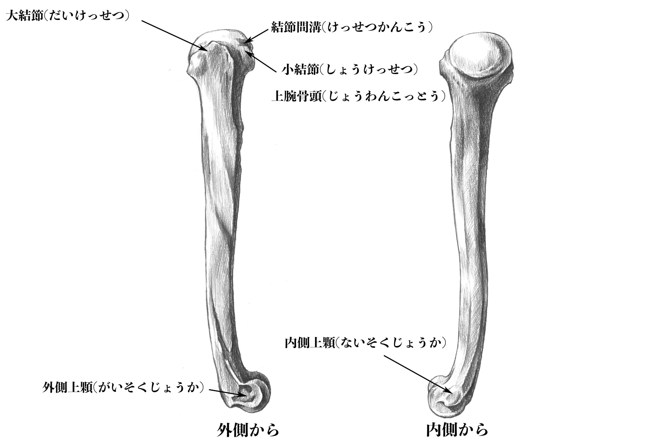 解剖学 8上腕骨とは 実際のスケッチを交えて解説 ナツヲカケル 兼業クリエイター雑記