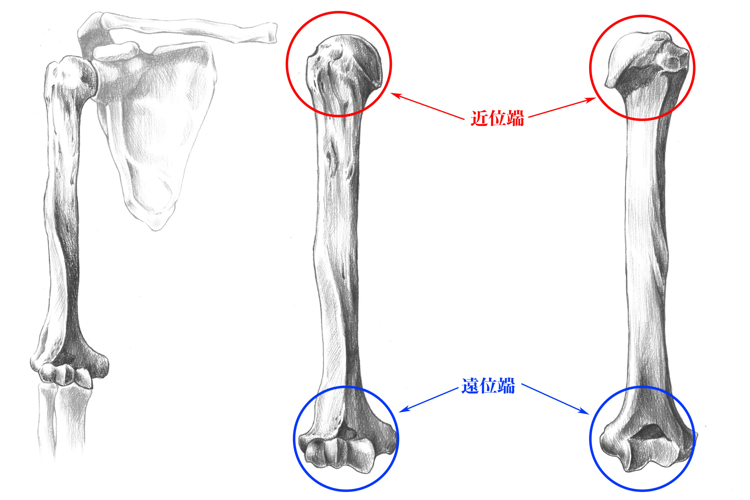 解剖学 8上腕骨とは 実際のスケッチを交えて解説 ナツヲカケル 兼業クリエイター雑記