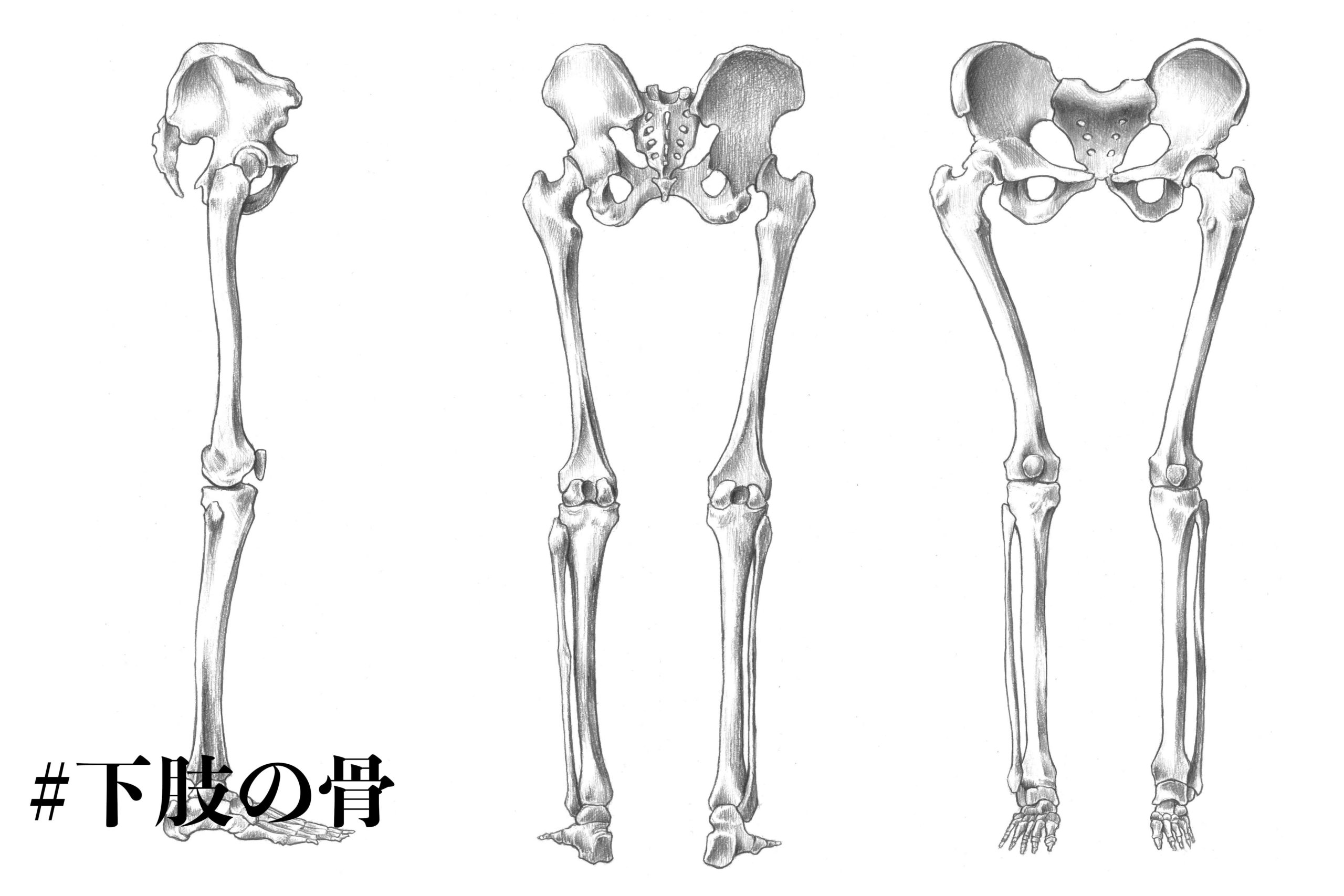 解剖学 下肢の骨の構造について知っておこう ナツヲカケル 兼業クリエイター雑記