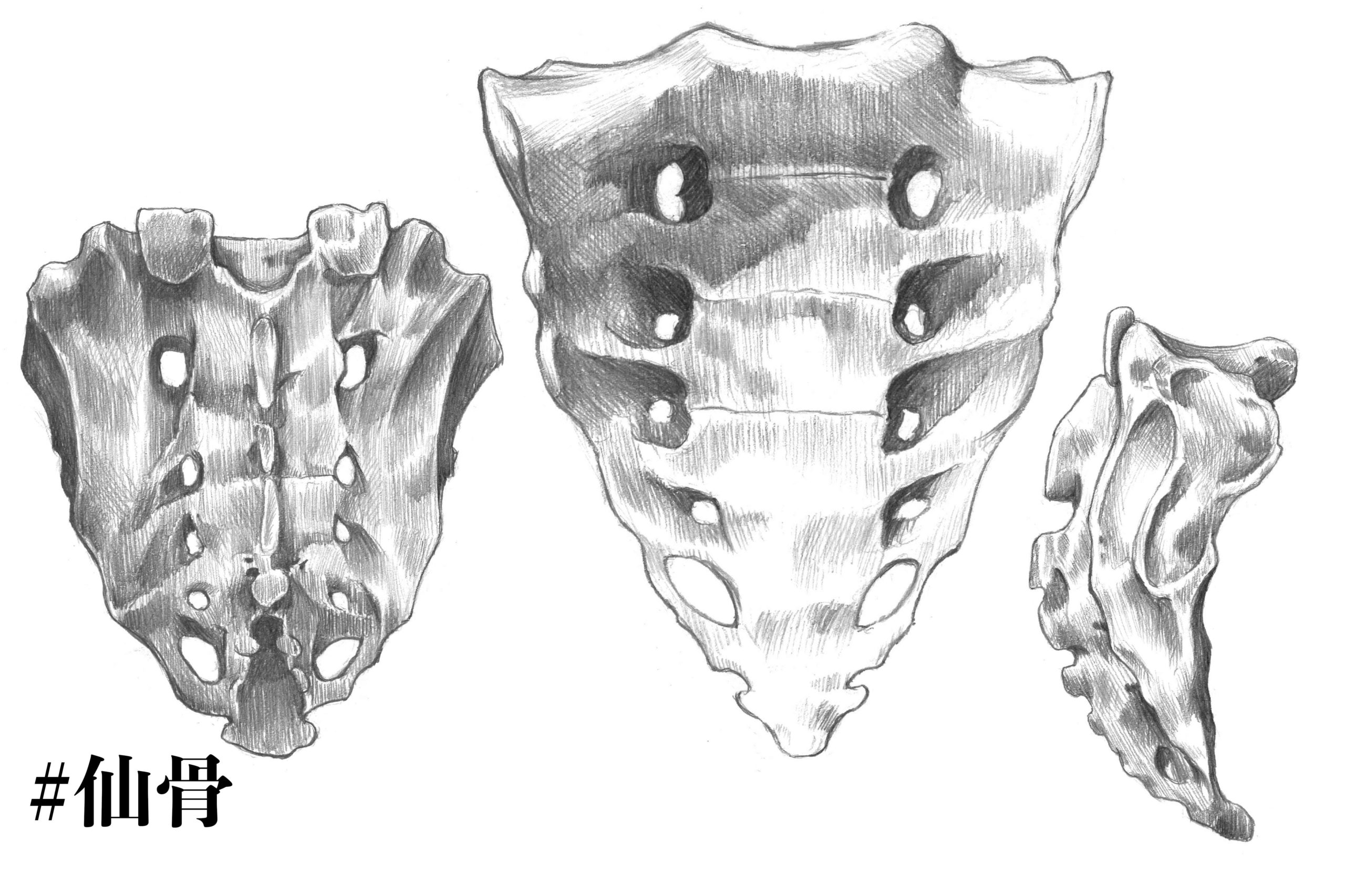 解剖学 14骨盤の中心にある骨 仙骨とは スケッチと一緒に解説 ナツヲカケル 兼業クリエイター雑記