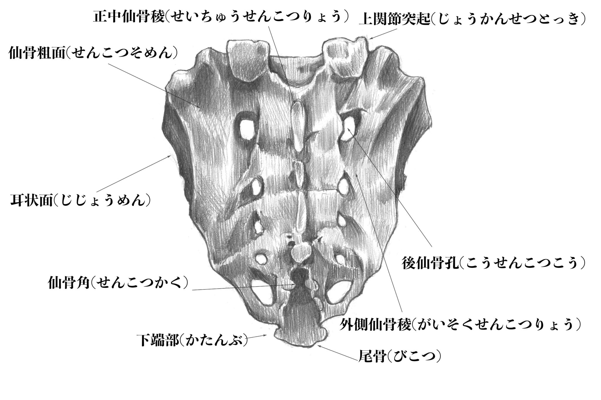 【解剖学】#14骨盤の中心にある骨、仙骨とは？スケッチと一緒に解説 | ナツヲカケル−兼業クリエイター雑記−