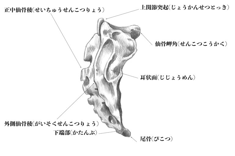 【解剖学】#14骨盤の中心にある骨、仙骨とは?スケッチと一緒に解説 | ナツヲカケル−兼業クリエイター雑記−