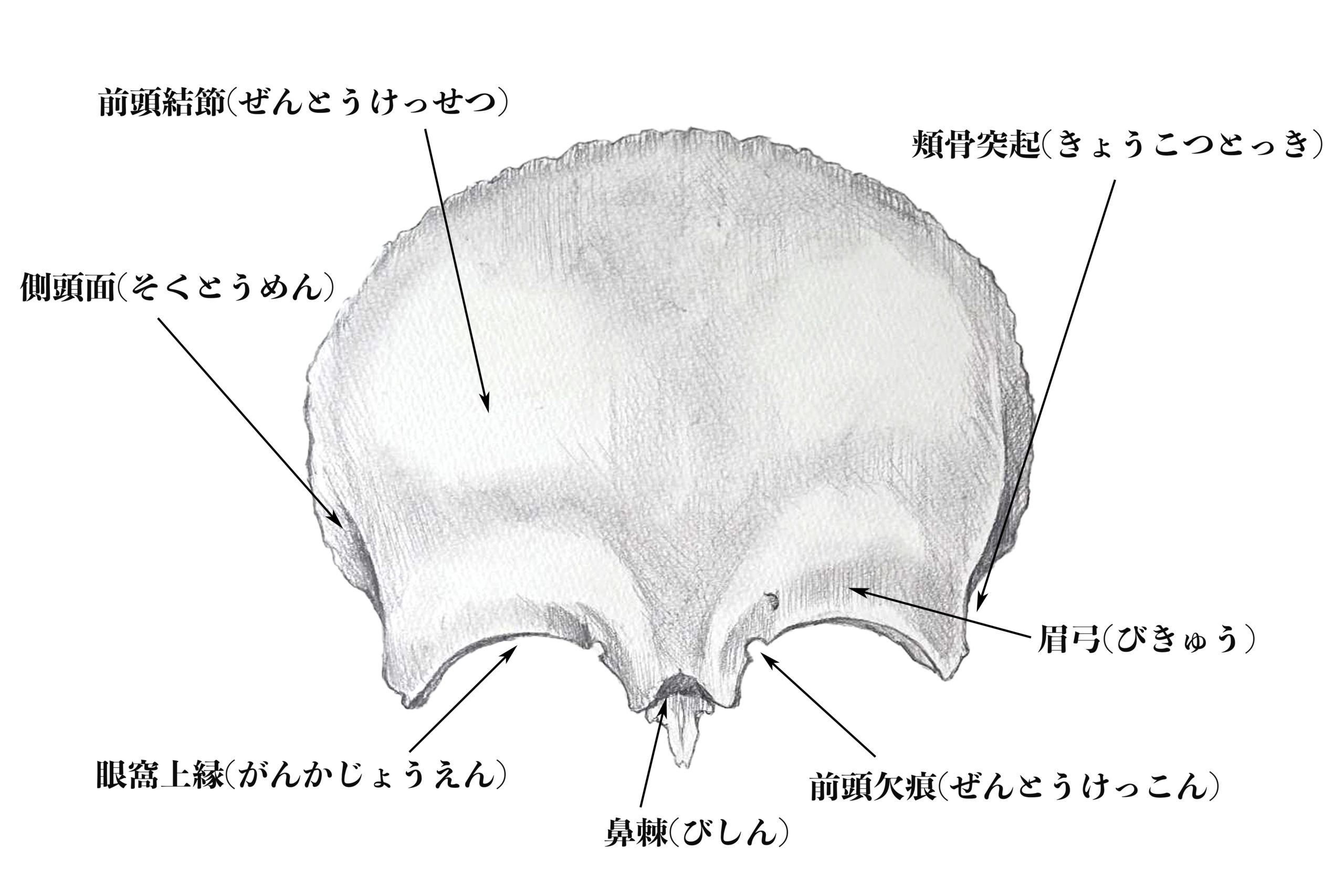 解剖学 3脳頭蓋の構造とは ナツヲカケル 兼業クリエイター雑記