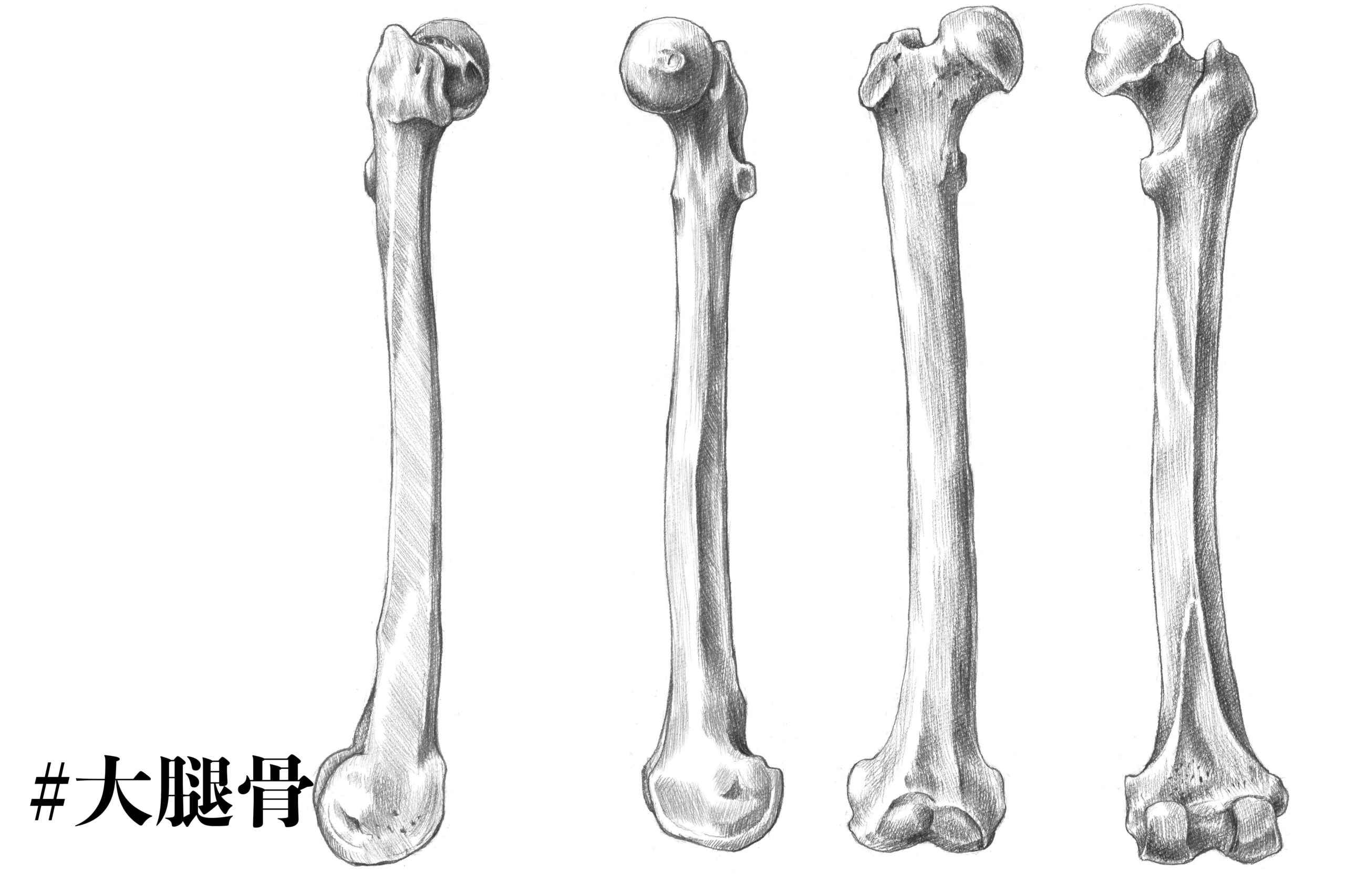 解剖学 下半身の骨格をまとめて解説 スケッチ ナツヲカケル 兼業クリエイター雑記