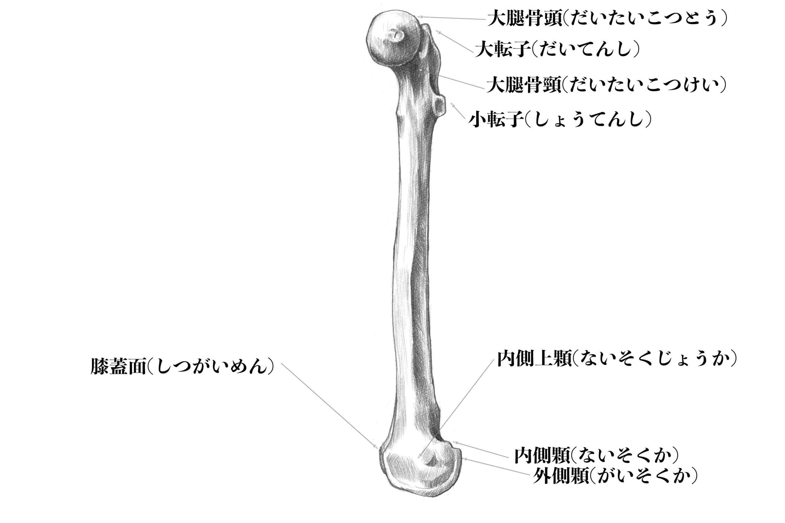 解剖学 15人体でいちばん長い 大腿骨についてイラストと一緒に解説 ナツヲカケル 兼業クリエイター雑記