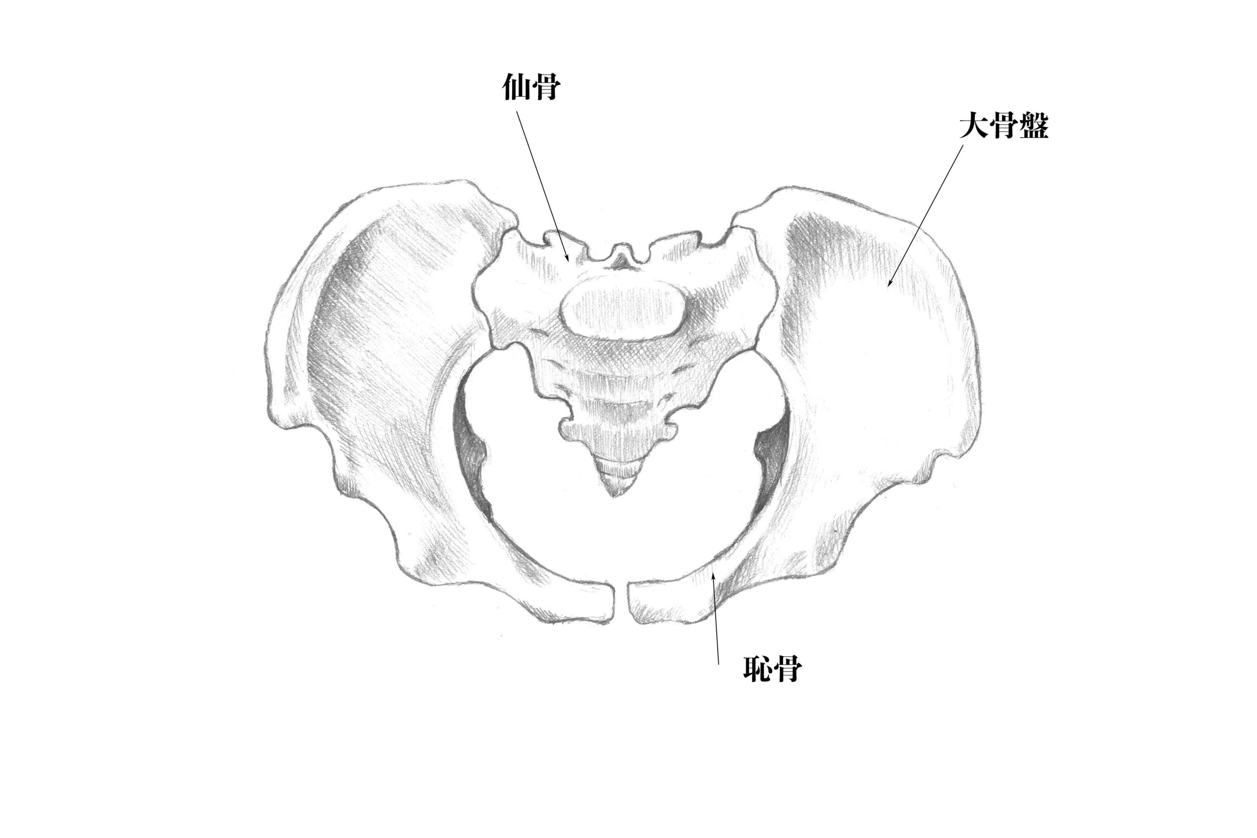 解剖学 12骨盤ってどんな骨 実際のスケッチと一緒に解説 ナツヲカケル 兼業クリエイター雑記