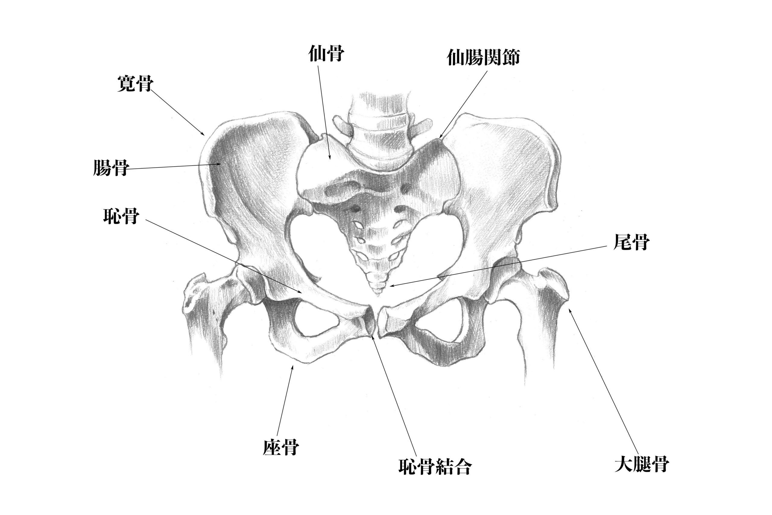 骨盤の解剖学