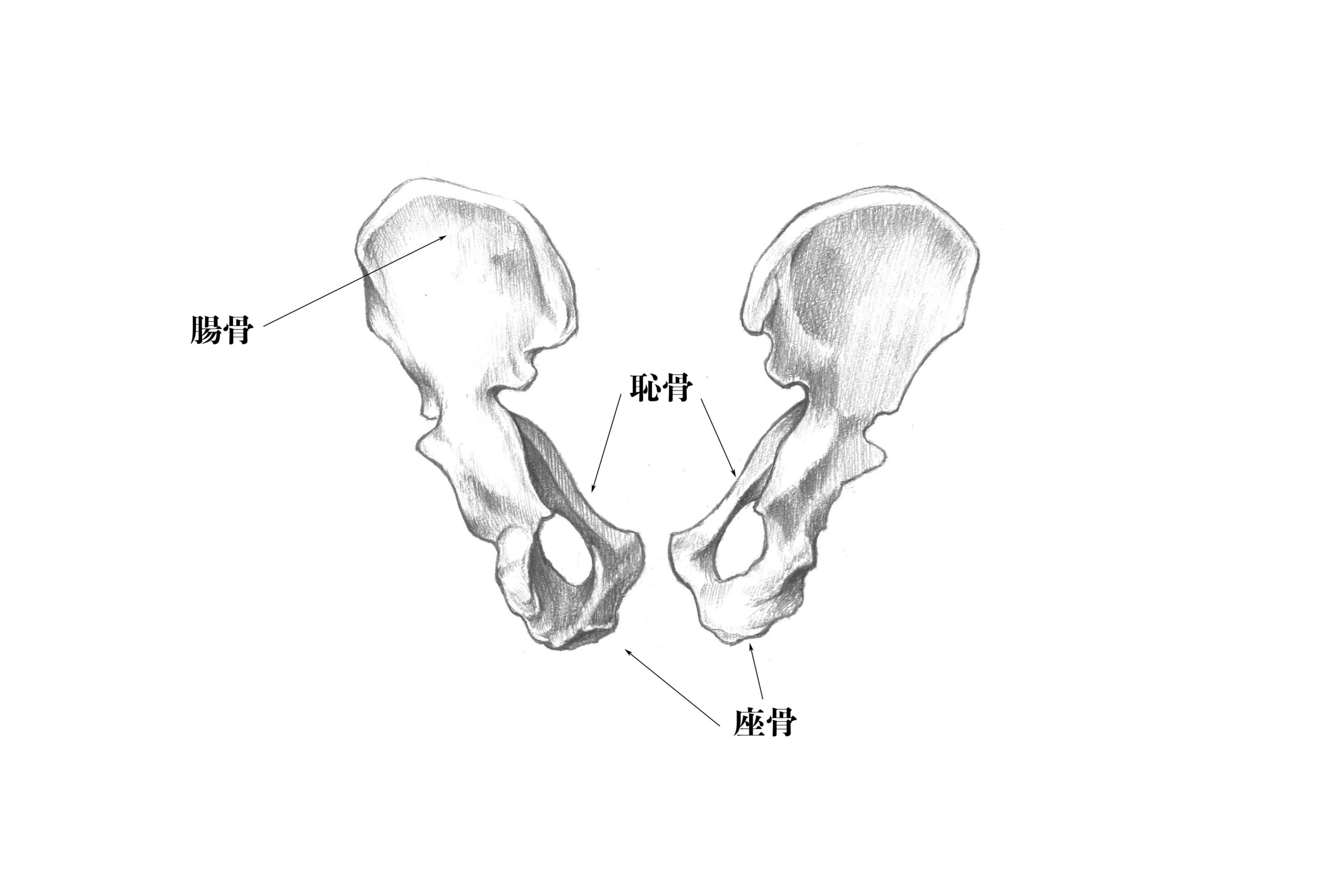 解剖学 12骨盤ってどんな骨 実際のスケッチと一緒に解説 ナツヲカケル 兼業クリエイター雑記