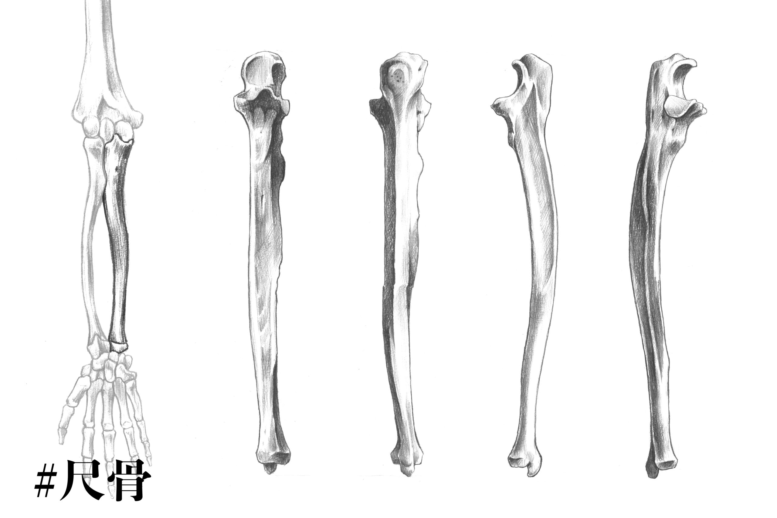 解剖学 10前腕にある骨 尺骨 って何 イラストを交えて説明 ナツヲカケル 兼業クリエイター雑記