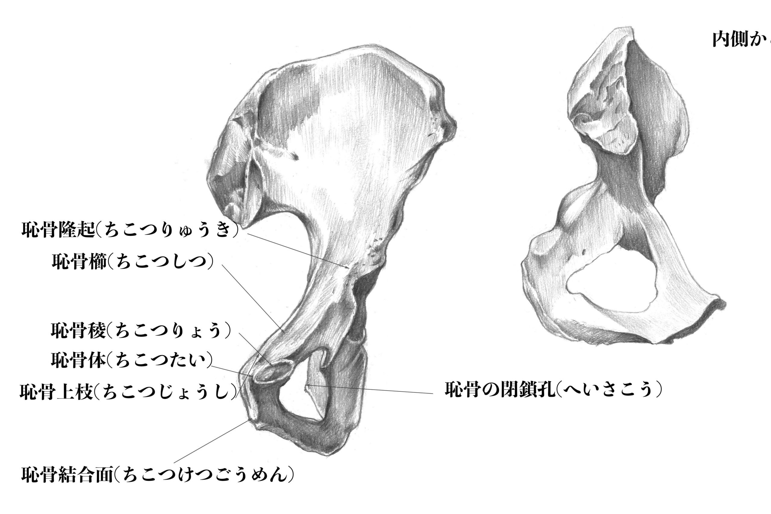 解剖学 13骨盤を支える寛骨ってどんな骨 スケッチしてみたので解説 ナツヲカケル 兼業クリエイター雑記