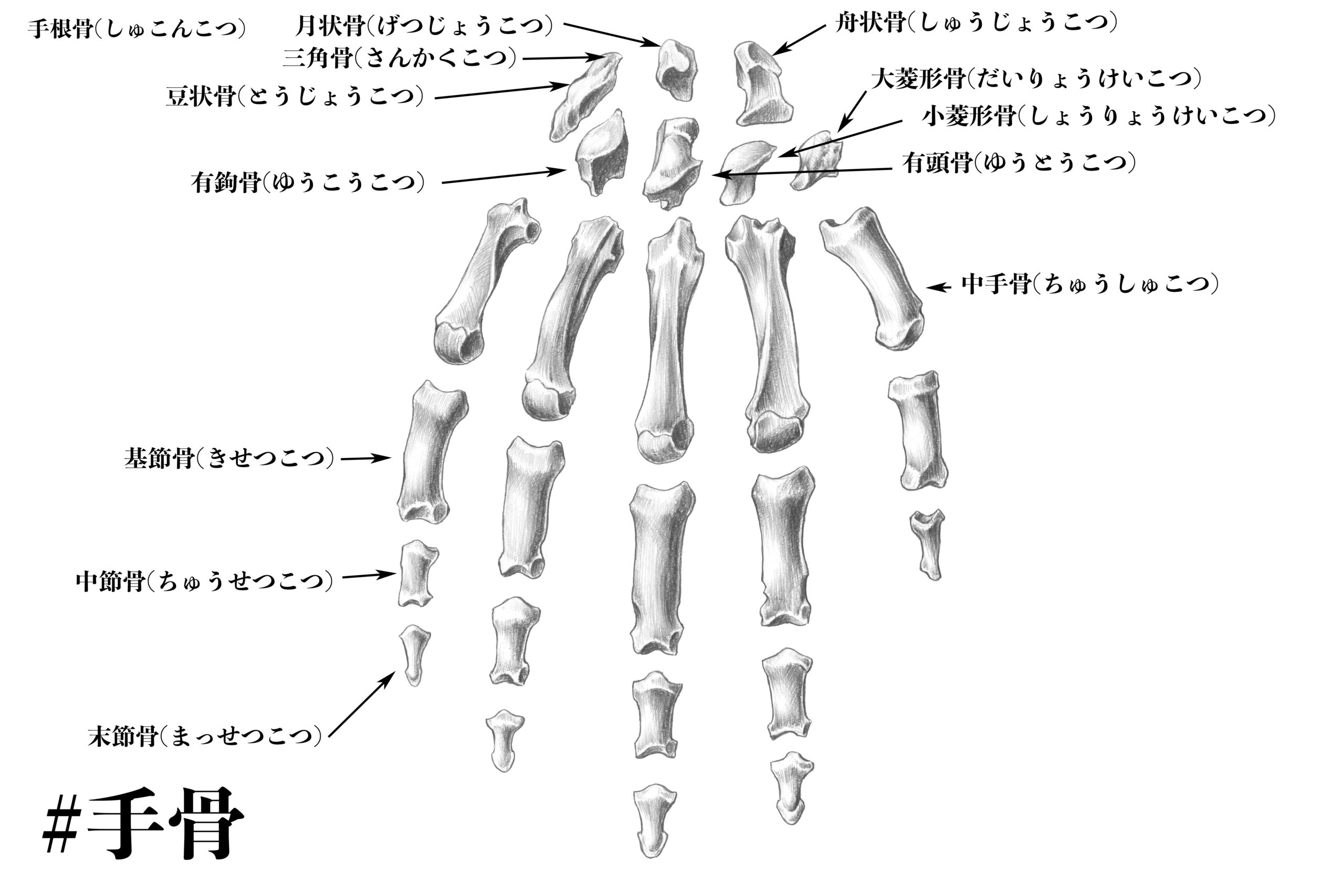 解剖学 手骨 手の骨 の構造を知っておこう スケッチ ナツヲカケル 兼業クリエイター雑記