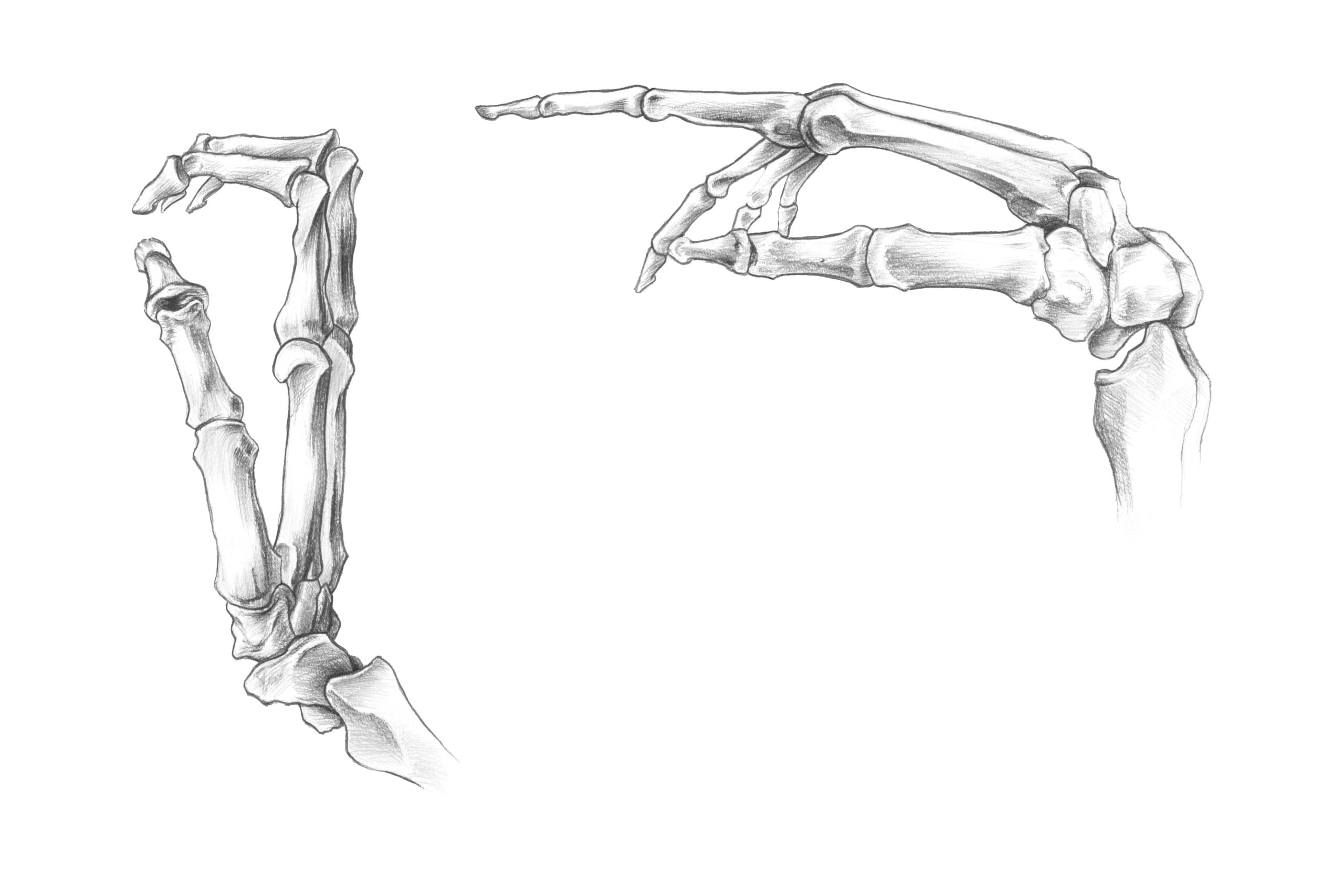 解剖学 手骨 手の骨 の構造を知っておこう スケッチ ナツヲカケル 兼業クリエイター雑記