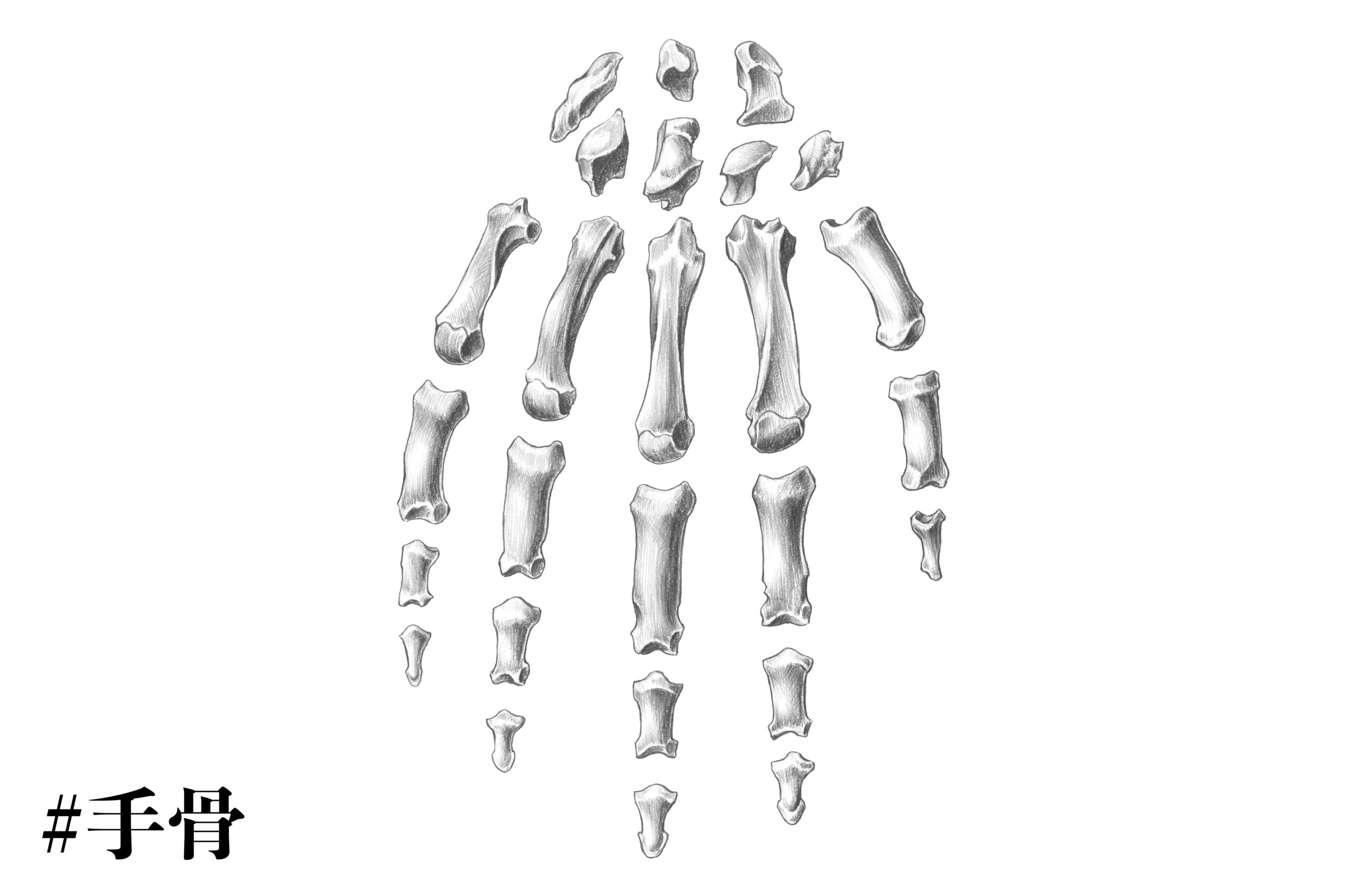 解剖学 上半身の骨格をまとめて解説 スケッチ ナツヲカケル 兼業クリエイター雑記