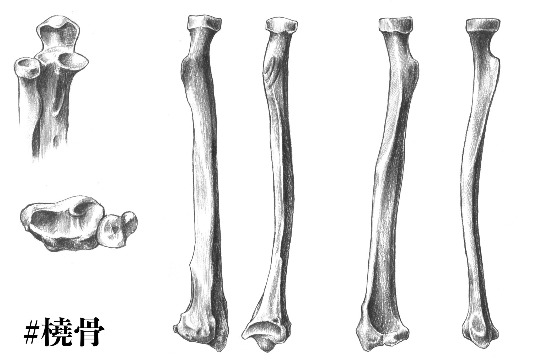 【解剖学】#9前腕にある骨「橈骨」とは？構造をスケッチで説明する | ナツヲカケル−兼業クリエイター雑記−