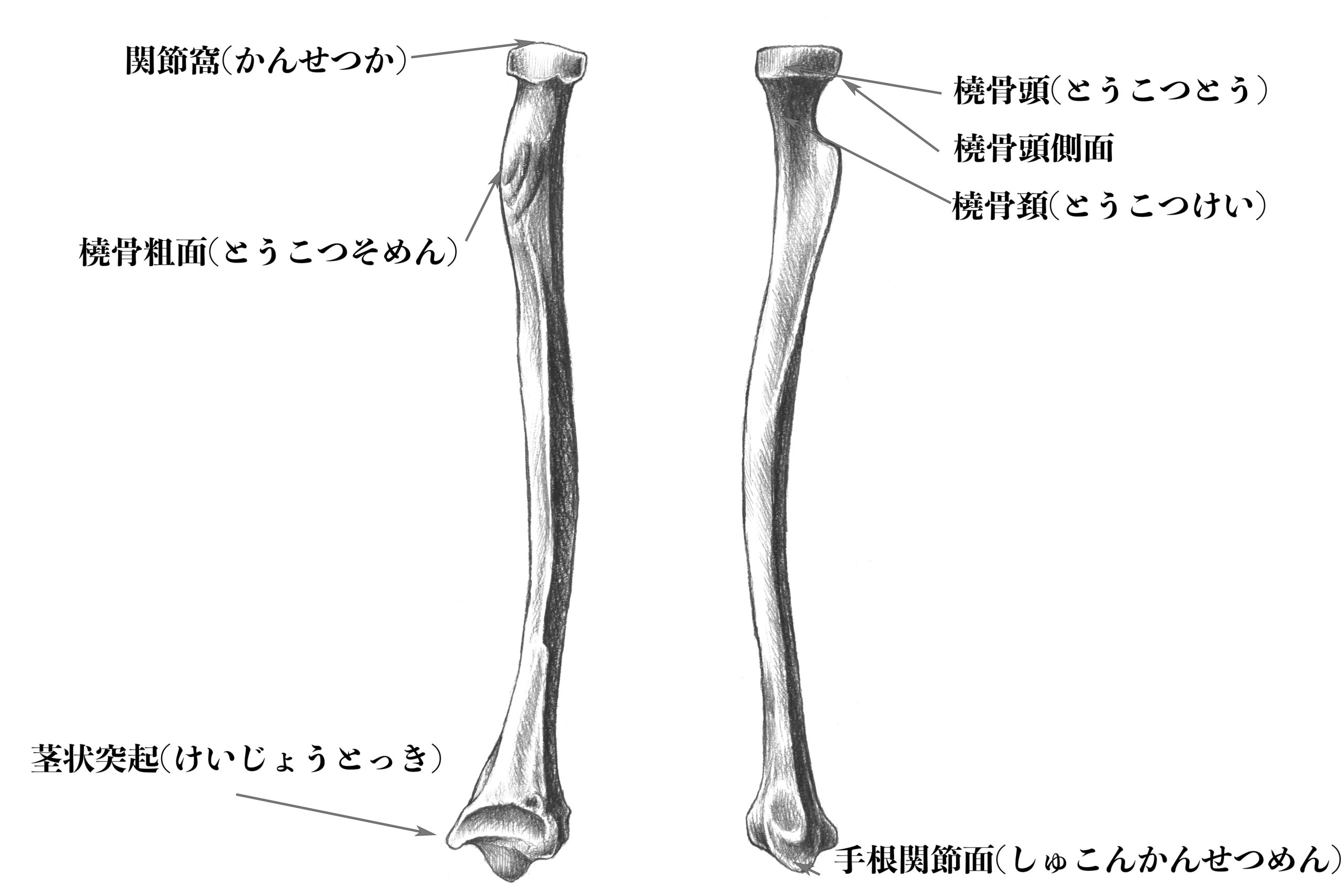 解剖学 9前腕にある骨 橈骨 とは 構造をスケッチで説明する ナツヲカケル 兼業クリエイター雑記