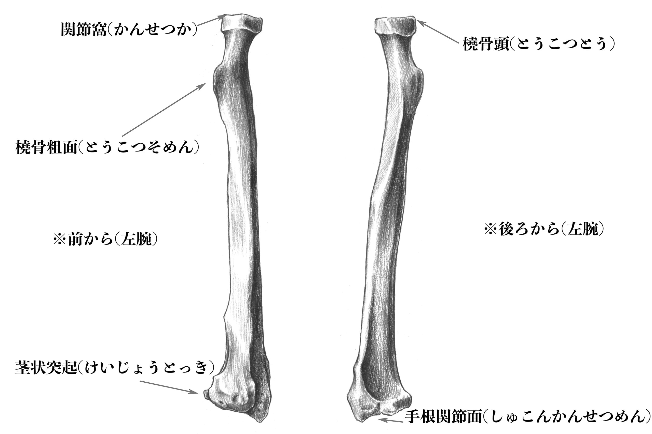 解剖学 9前腕にある骨 橈骨 とは 構造をスケッチで説明する ナツヲカケル 兼業クリエイター雑記