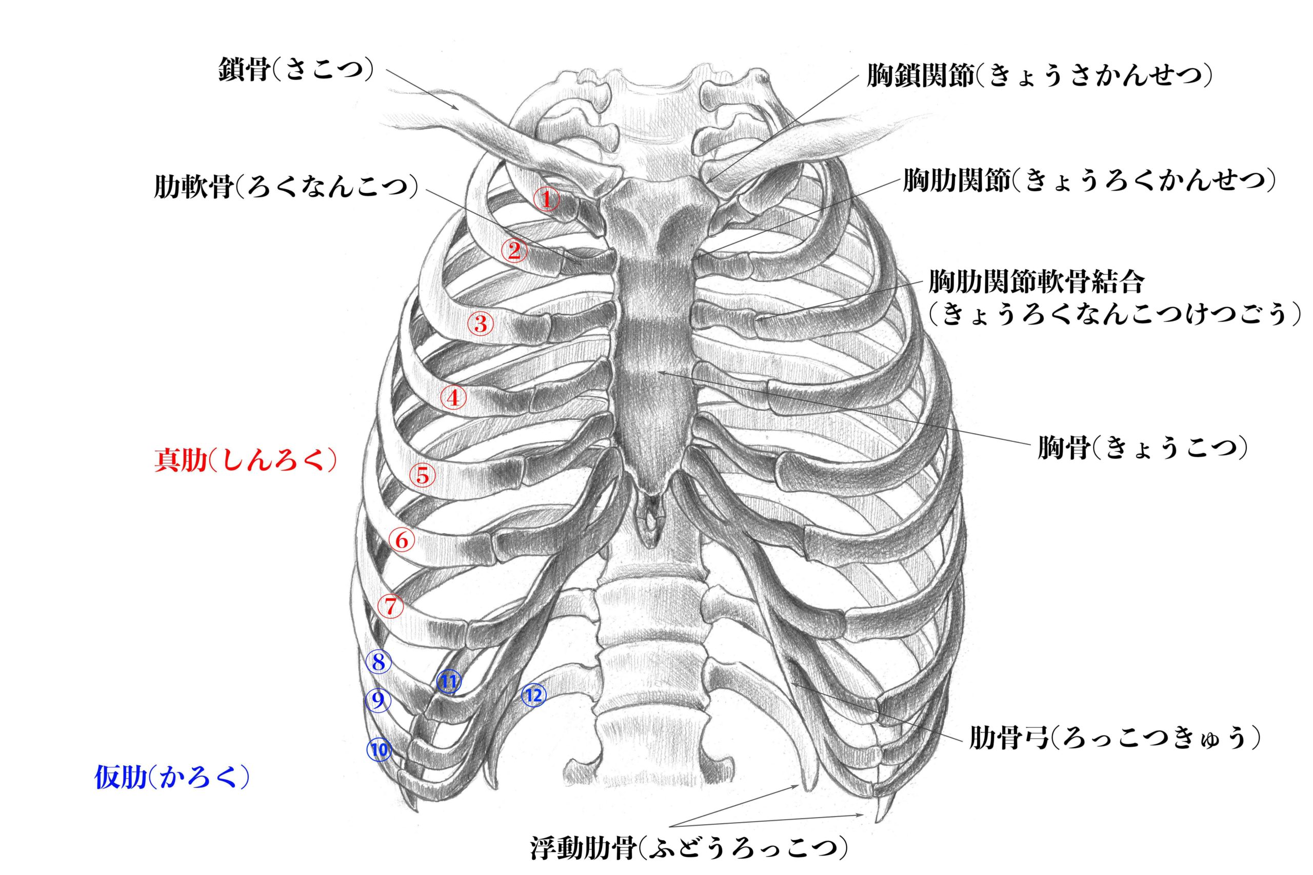 解剖学 上半身の骨格をまとめて解説 スケッチ ナツヲカケル 兼業クリエイター雑記