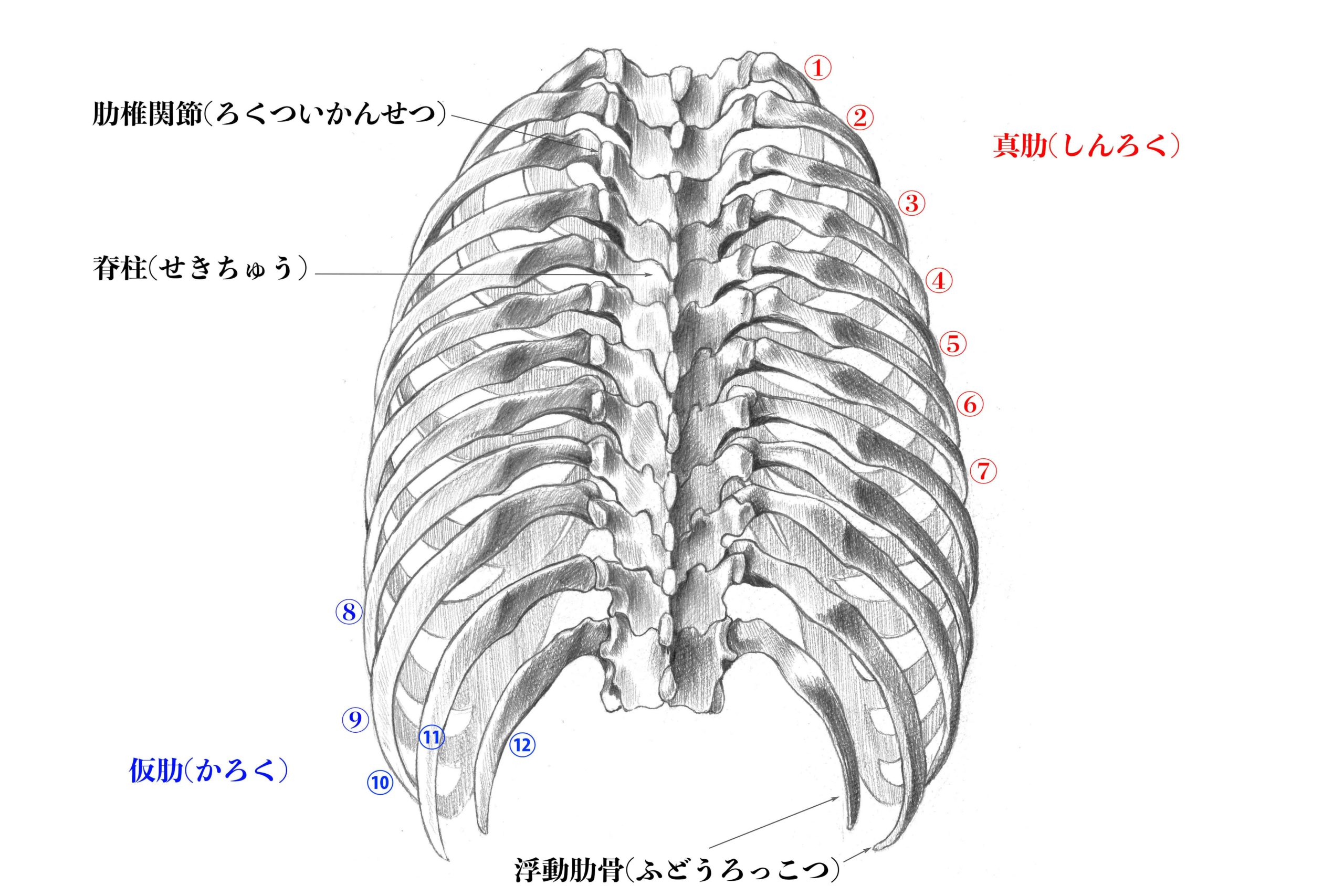 解剖学 21内臓を保護する 肋骨 とは スケッチつきで解説 ナツヲカケル 兼業クリエイター雑記