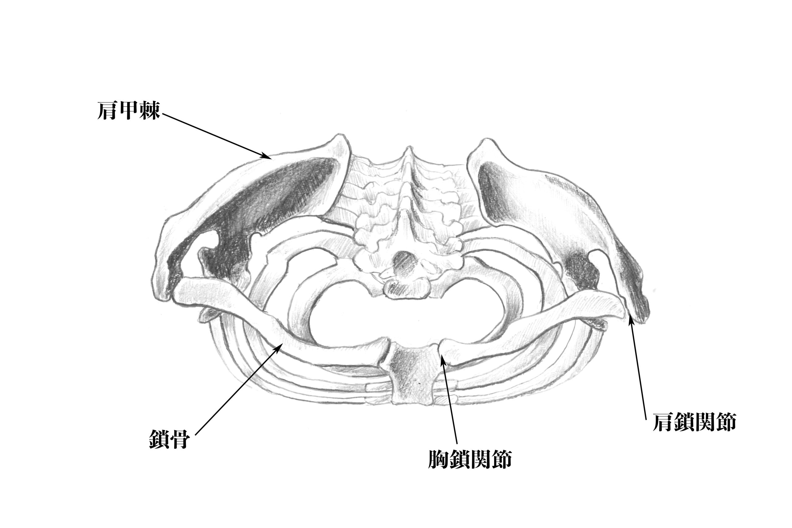 解剖学 7鎖骨と肩の関節のスケッチと構造について解説する ナツヲカケル 兼業クリエイター雑記
