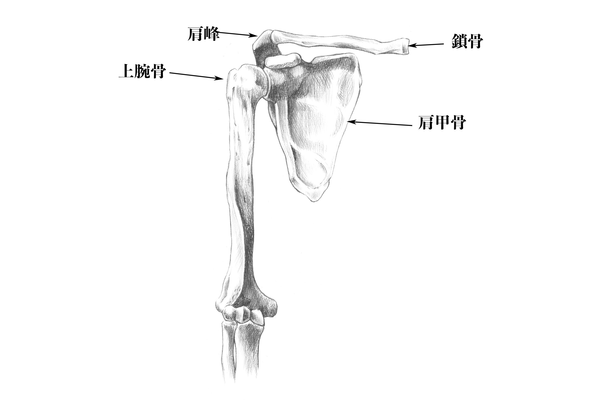 肩の骨