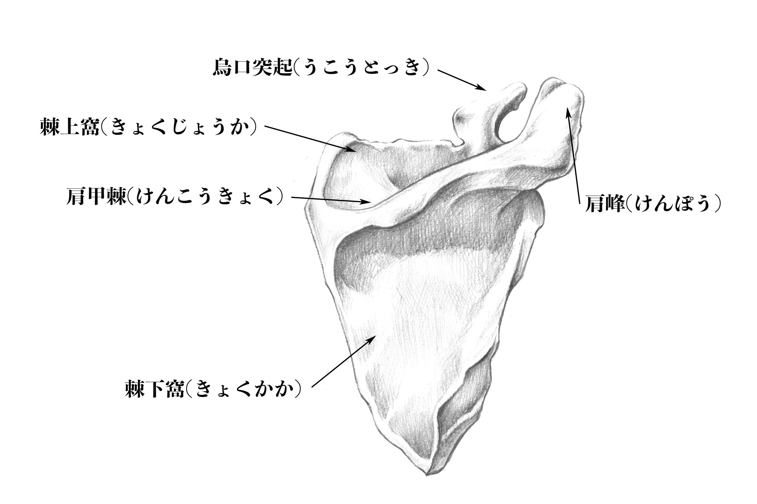 肩甲骨 イラスト 簡単 5740 肩甲骨 イラスト 簡単