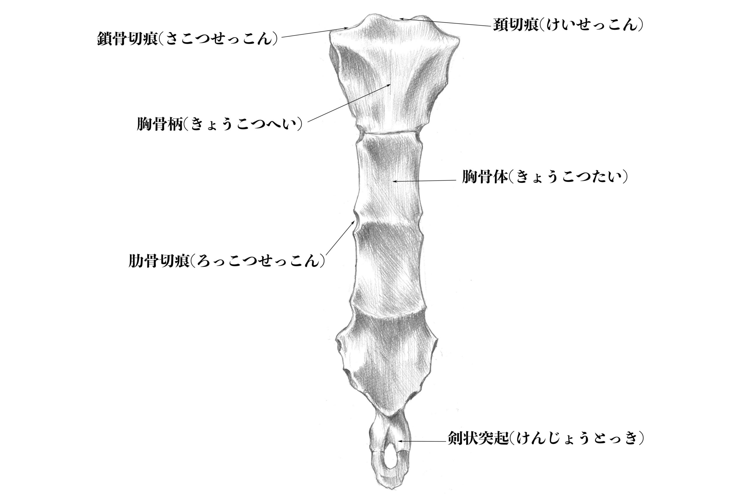 【解剖学】#20胸部を保護する「胸骨」をスケッチと合わせて解説 | ナツヲカケル−兼業クリエイター雑記−