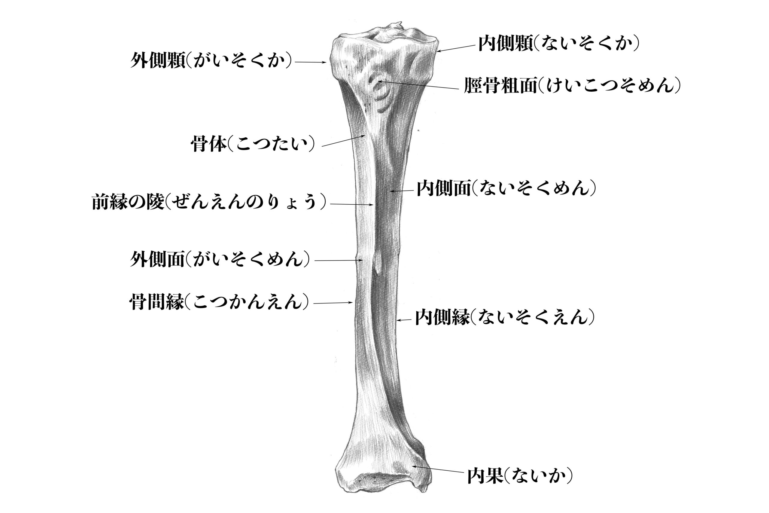 解剖学 下半身の骨格をまとめて解説 スケッチ ナツヲカケル 兼業クリエイター雑記