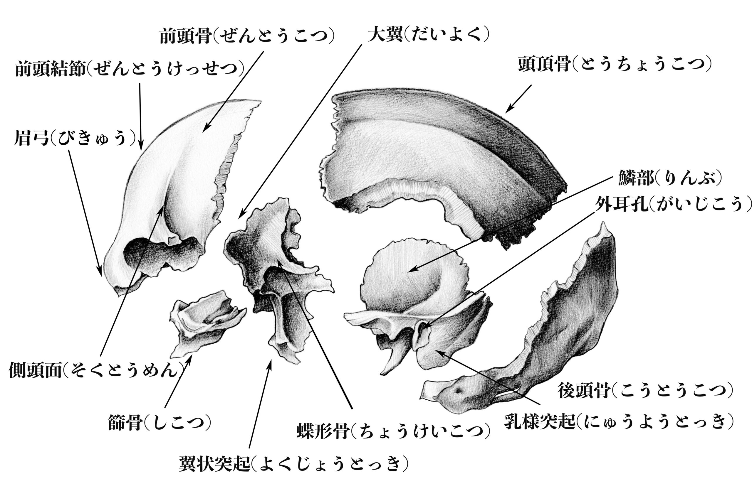 解剖学 上半身の骨格をまとめて解説 スケッチ ナツヲカケル 兼業クリエイター雑記