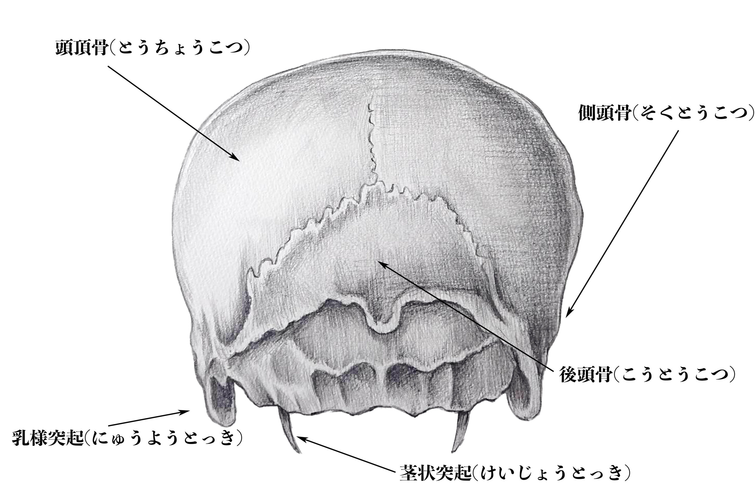 解剖学 3脳頭蓋の構造とは ナツヲカケル 兼業クリエイター雑記