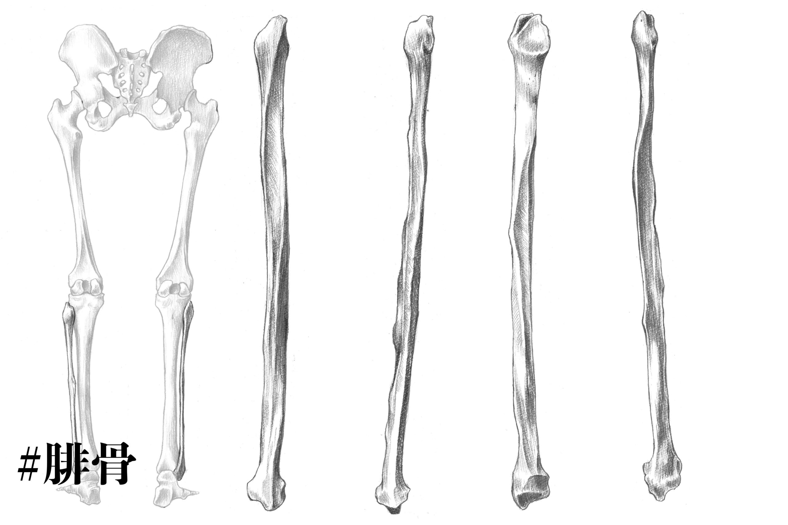 解剖学 手骨 手の骨 の構造を知っておこう スケッチ ナツヲカケル 兼業クリエイター雑記