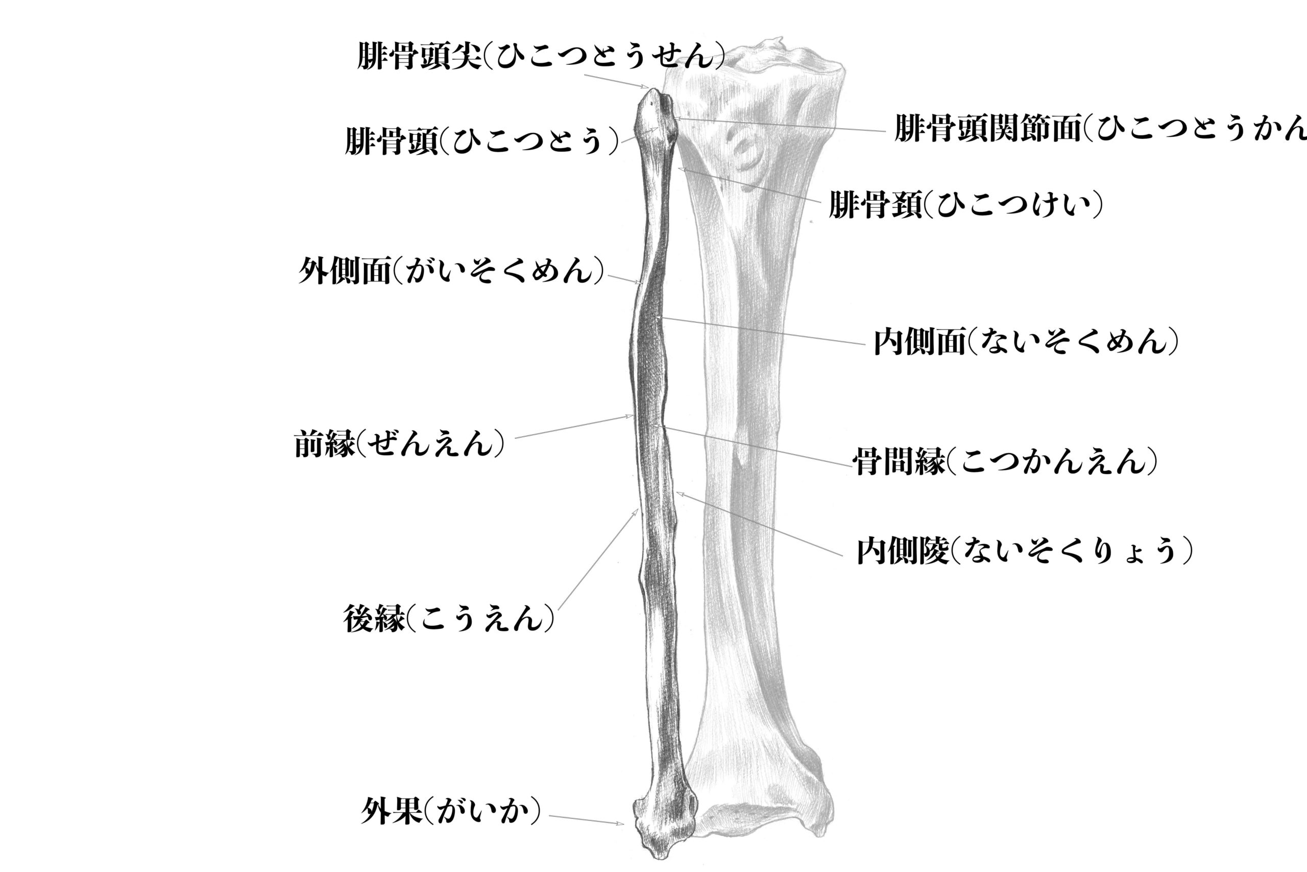 解剖学 下半身の骨格をまとめて解説 スケッチ ナツヲカケル 兼業クリエイター雑記