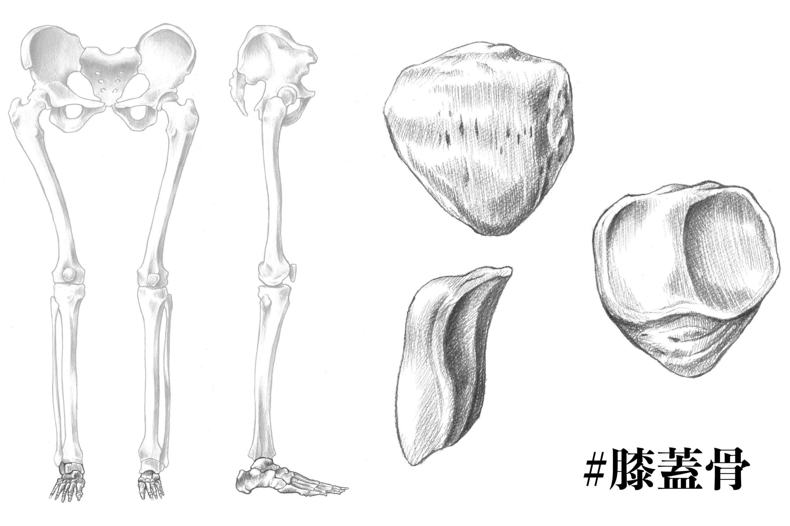 解剖学 19膝を守るプロテクター 膝蓋骨 をサクッと解説 ナツヲカケル 兼業クリエイター雑記