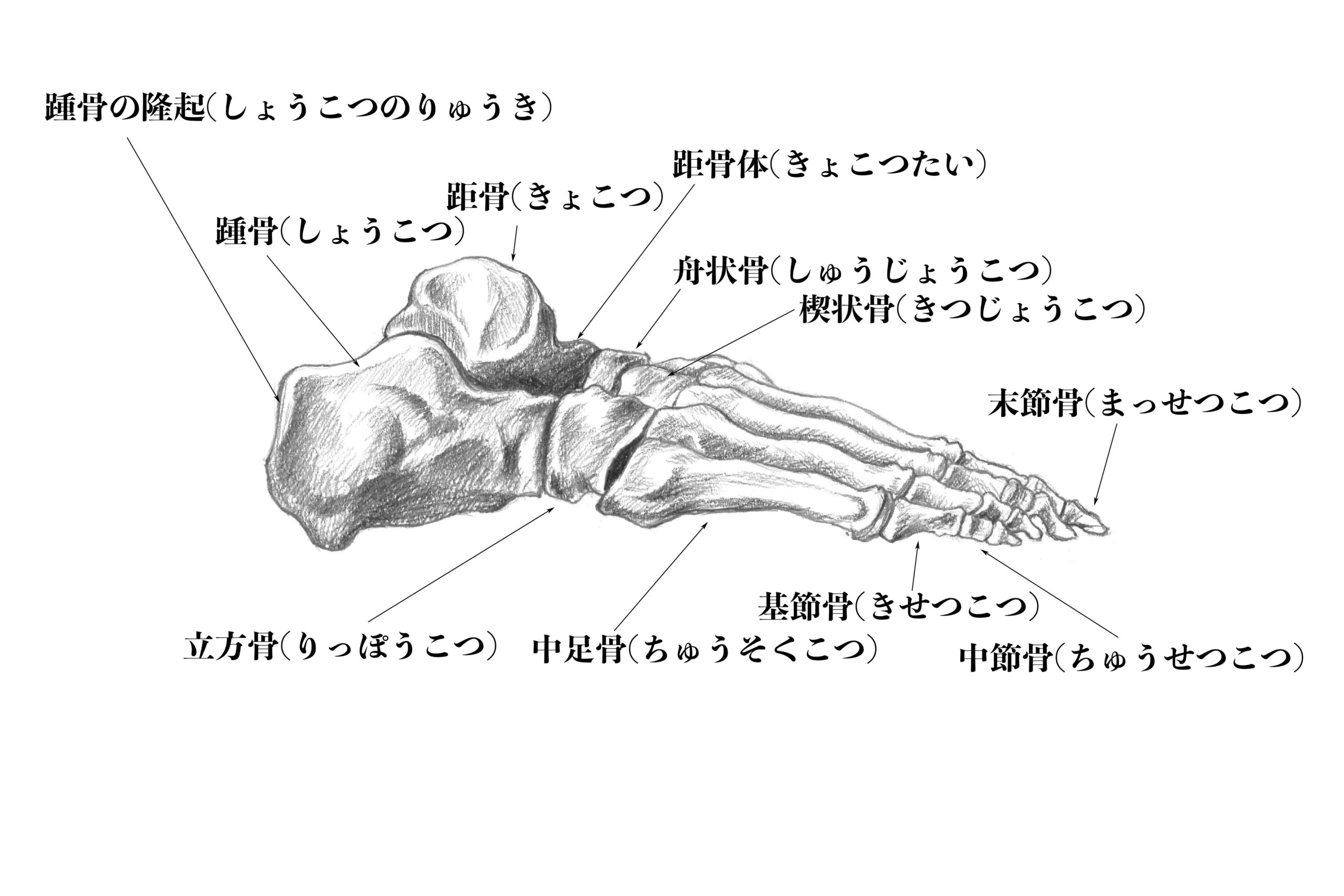 解剖学 18意外と重要 足の骨について解説 スケッチあり ナツヲカケル 兼業クリエイター雑記