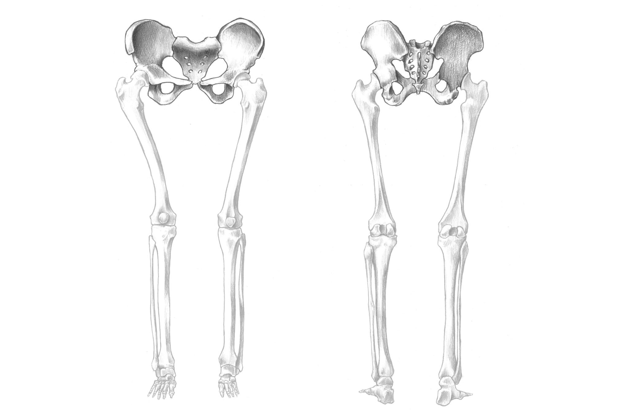 【解剖学】#12骨盤ってどんな骨?実際のスケッチと一緒に解説 | ナツヲカケル−兼業クリエイター雑記−