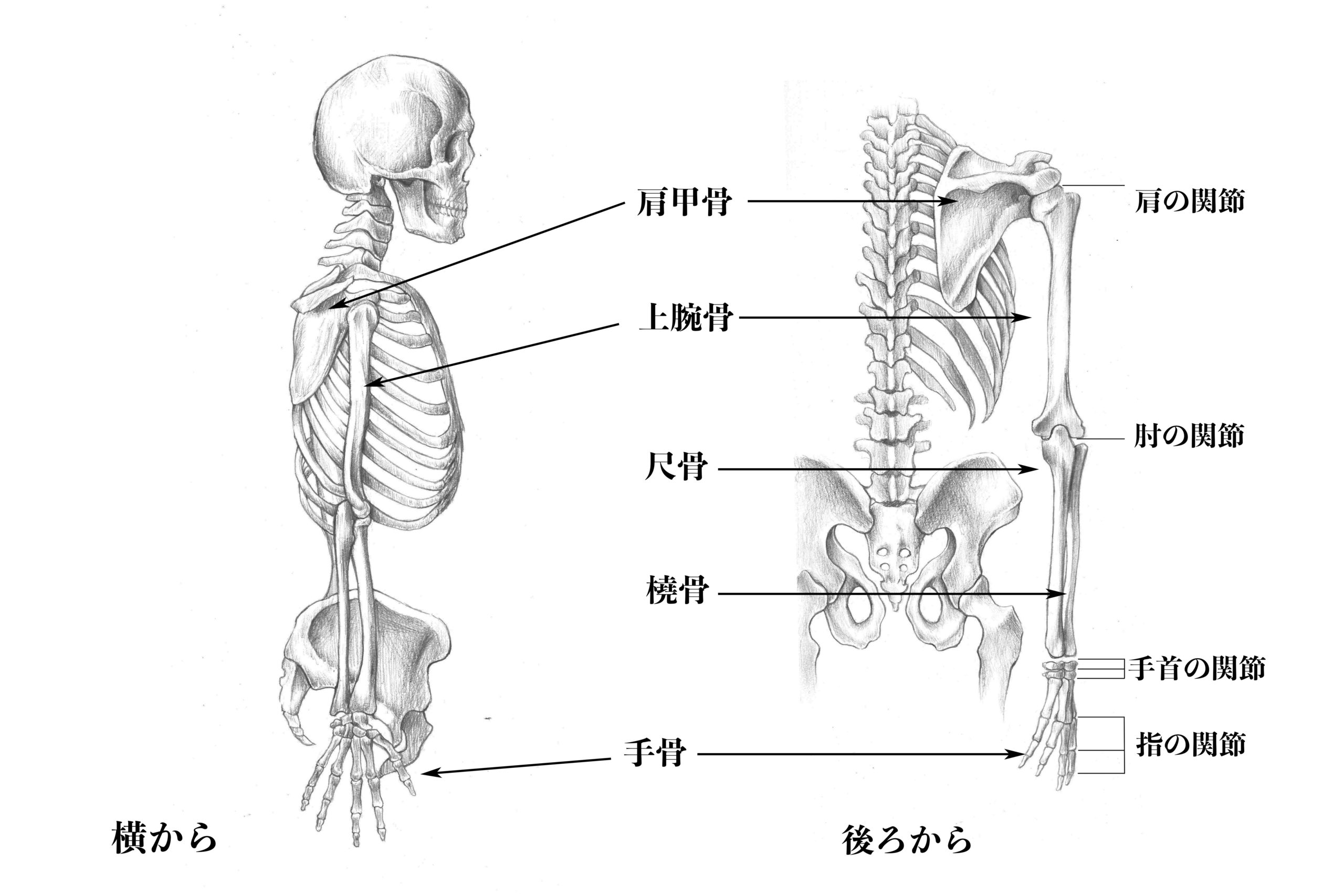 上肢の骨(横と後ろから)