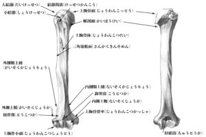 上腕骨の構造のスケッチ