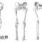 下肢の骨についてのスケッチ