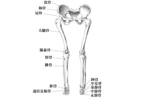下肢の骨名称(前方)