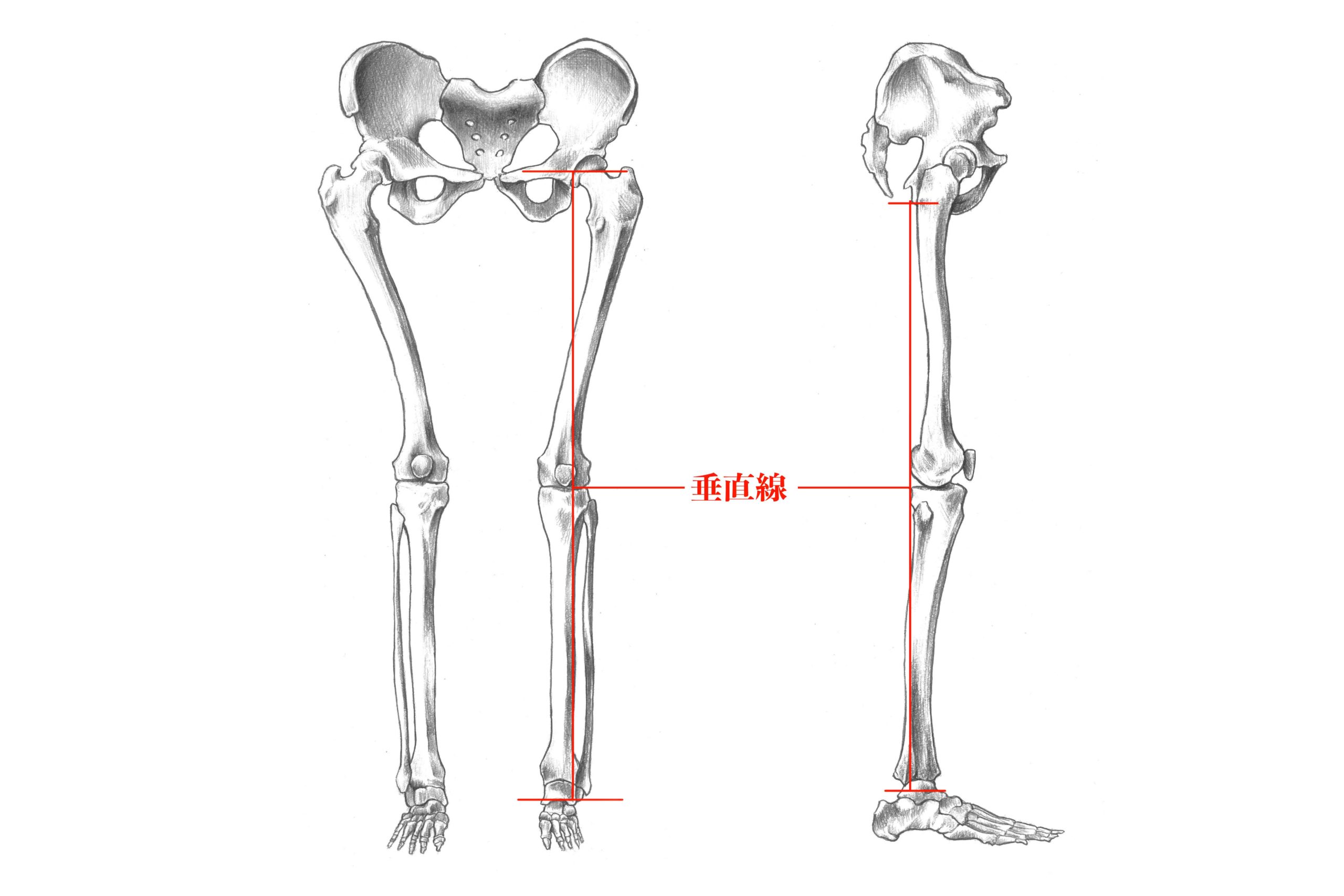 下肢の骨垂直線