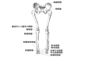 下肢の骨関節名称