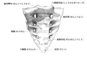 仙骨前面のスケッチ